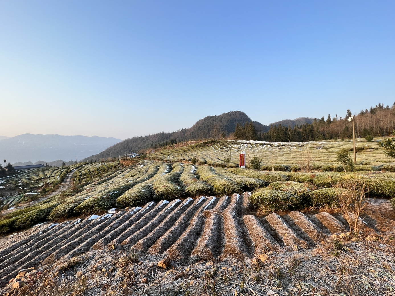 茶葉基地