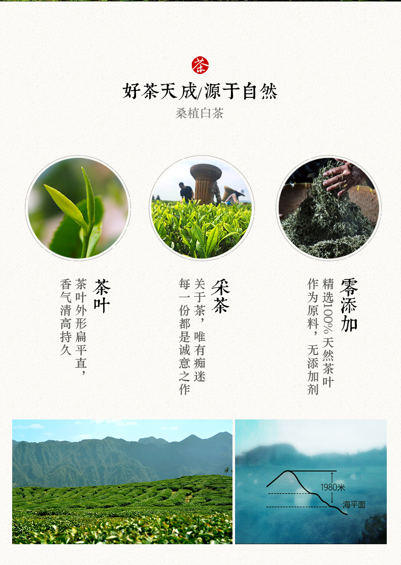 張家界林豐茶葉開發有限公司,張家界茶葉開發,茶葉種植,桑植白茶加工,帥湘紅銷售